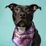 Adoptable (Official) Georgia Dogs for December 17, 2025