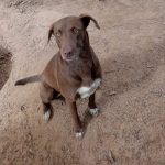 Adoptable (Official) Georgia Dogs for December 19, 2025