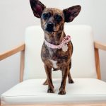 Adoptable (Official) Georgia Dogs for December 22, 2025