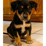 Adoptable (Official) Georgia Dogs for January 5, 2026