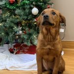 Adoptable (Official) Georgia Dogs for January 7, 2026