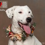Adoptable (Official) Georgia Dogs for January 9, 2026
