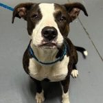 Adoptable (Official) Georgia Dogs for January 11, 2026