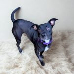 Adoptable (Official) Georgia Dogs for January 13, 2026