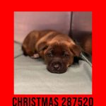 Adoptable (Official) Georgia Dogs for January 14, 2026