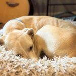 Adoptable (Official) Georgia Dogs for January 16, 2026
