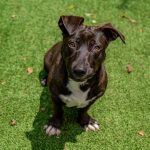 Adoptable (Official) Georgia Dogs for January 20, 2026