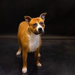 Adoptable (Official) Georgia Dogs for January 21, 2026