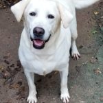 Adoptable (Official) Georgia Dogs for January 23, 2026