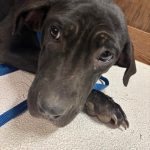 Adoptable (Official) Georgia Dogs for January 28, 2026