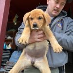 Adoptable (Official) Georgia Dogs for February 2, 2025