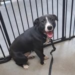 Adoptable (Official) Georgia Dogs for February 3, 2026