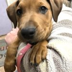 Adoptable (Official) Georgia Dogs for February 4, 2026