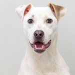 Adoptable (Official) Georgia Dogs for February 6, 2026