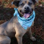 Adoptable (Official) Georgia Dogs for February 9, 2026