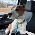 Adoptable (Official) Georgia Dogs for February 10, 2026
