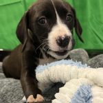 Adoptable (Official) Georgia Dogs for February 11, 2026