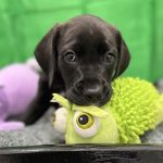 Adoptable (Official) Georgia Dogs for February 13, 2026