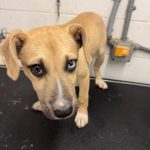 Adoptable (Official) Georgia Dogs for February 16, 2026