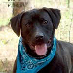 Adoptable (Official) Georgia Dogs for February 17, 2026