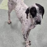 Adoptable (Official) Georgia Dogs for February 18, 2026