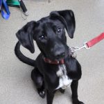 Adoptable (Official) Georgia Dogs for February 20, 2026
