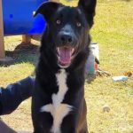 Adoptable (Official) Georgia Dogs for February 23, 2026