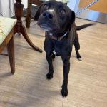 Adoptable (Official) Georgia Dogs for February 24, 2026