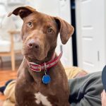 Adoptable (Official) Georgia Dogs for February 25, 2026