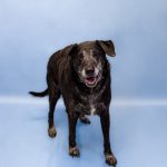 Adoptable (Official) Georgia Dogs for February 27, 2026