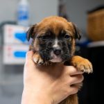 Adoptable (Official) Georgia Dogs for March 2, 2026