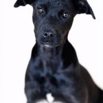 Adoptable (Official) Georgia Dogs for March 3, 2026