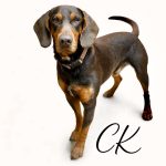 Adoptable (Official) Georgia Dogs for March 4, 2026