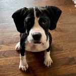 Adoptable (Official) Georgia Dogs for March 6, 2026