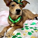 Adoptable (Official) Georgia Dogs for March 9, 2026