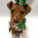 Adoptable (Official) Georgia Dogs for March 10, 2026