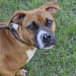 Adoptable (Official) Georgia Dogs for March 11, 2026