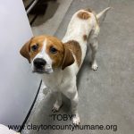 Adoptable (Official) Georgia Dogs for March 13, 2026