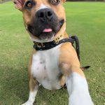 Adoptable (Official) Georgia Dogs for March 16, 2026