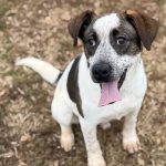 Adoptable (Official) Georgia Dogs for March 17, 2026
