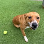 Adoptable (Official) Georgia Dogs for March 18, 2026