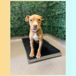 Adoptable (Official) Georgia Dogs for March 20, 2026