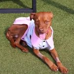 Adoptable (Official) Georgia Dogs for March 23, 2026