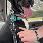Adoptable (Official) Georgia Dogs for March 24, 2026