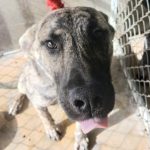 Adoptable (Official) Georgia Dogs for March 25, 2026