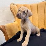 Adoptable (Official) Georgia Dogs for March 27, 2026