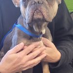 Adoptable (Official) Georgia Dogs for March 30, 2026