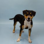 Adoptable (Official) Georgia Dogs for March 31, 2026