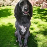 Adoptable (Official) Georgia Dogs for April 3, 2026