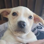 Adoptable (Official) Georgia Dogs for April 6, 2026